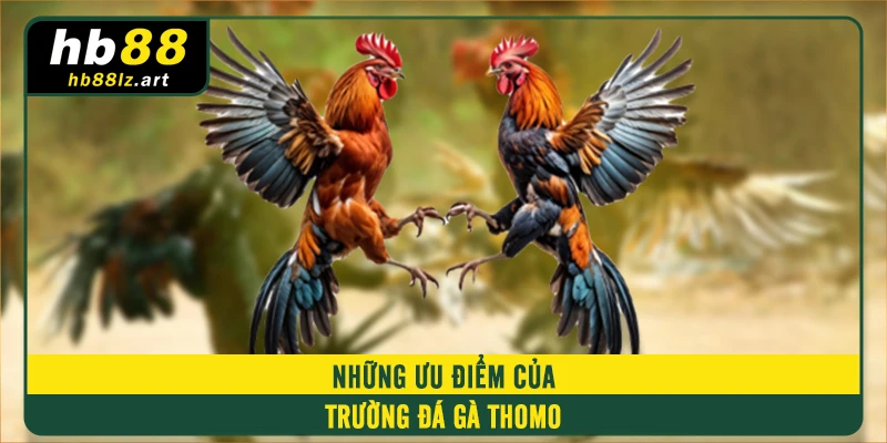 Những ưu điểm của trường đá gà Thomo